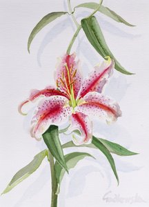 Lily、1998（紙のトイレ）（124443および124445も参照） 作： Izabella Godlewska de Aranda