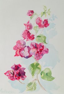 No.2ブーゲンビリアレッド（WC） 作： Izabella Godlewska de Aranda