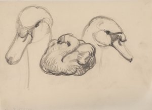 白鳥と白鳥の頭