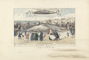 エグモンド・アーン・ゼーに座礁したマッコウクジラ、1764年 Egmond op Zee、Cagelot または Potwhale のすぐ北。 1764 年 2 月 15 日に生きたまま座礁。 (オブジェクトのタイトル)