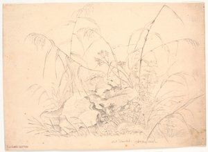 植物研究。 葦とつる 作： J.P. Møller