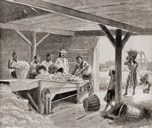 アメリカ合衆国南部のプランテーションで19世紀の綿繰り機で働く奴隷たち（1905年発行の「The History of Our Country」より）（リトグラフ版 作： J. (after) Steeple Davis