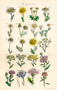 J. E. Sowerby と C. P. Johnson の作品にちなんだ、British Wild Flowers のカラー イラストのページ 作： J. E. and Johnson C. P.  Sowerby