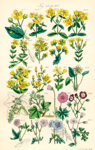 J. E. Sowerby と C. P. Johnson の作品にちなんだ、British Wild Flowers のカラー イラストのページ 作： J. E. and Johnson C. P.  Sowerby