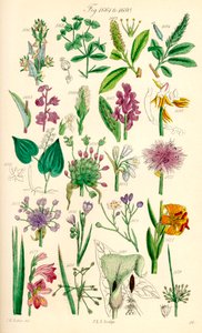 J. E. Sowerby と C. P. Johnson の作品にちなんだ、British Wild Flowers のカラー イラストのページ 作： J. E. and Johnson C. P.  Sowerby