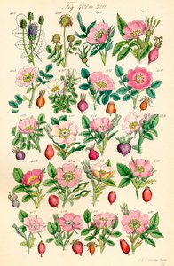 J. E. Sowerby と C. P. Johnson の作品にちなんだ、British Wild Flowers のカラー イラストのページ 作： J. E. and Johnson C. P.  Sowerby