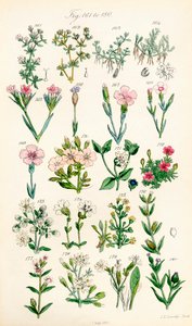 J. E. Sowerby と C. P. Johnson の作品にちなんだ、British Wild Flowers のカラー イラストのページ 作： J. E. and Johnson C. P.  Sowerby