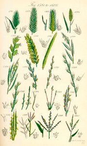 J. E. Sowerby と C. P. Johnson の作品にちなんだ、British Wild Flowers のカラー イラストのページ 作： J. E. and Johnson C. P.  Sowerby