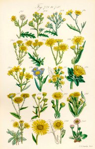 J. E. Sowerby と C. P. Johnson の作品にちなんだ、British Wild Flowers のカラー イラストのページ 作： J. E. and Johnson C. P.  Sowerby