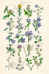J. E. Sowerby と C. P. Johnson の作品にちなんだ、British Wild Flowers のカラー イラストのページ 作： J. E. and Johnson C. P.  Sowerby