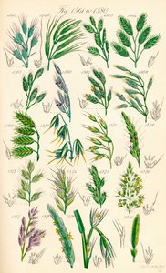 J. E. Sowerby と C. P. Johnson の作品にちなんだ、British Wild Flowers のカラー イラストのページ 作： J. E. and Johnson C. P.  Sowerby