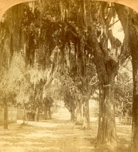 アメリカ合衆国、フロリダ州セントオーガスティンへの入り口、1901年。