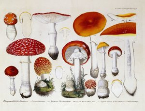 テングタケ属ムスカリア、1831-46年頃 作： J. G. Calve