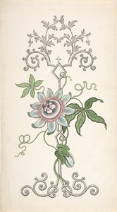 パッションフラワーを中心としたパネル装飾のデザイン、1828-40。 作： J Hulme