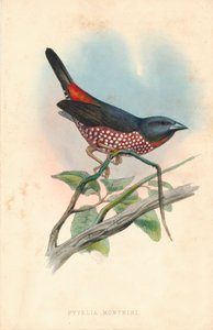 「ピテリア モンテリ」、19 世紀半ば。 作： J. Jennens