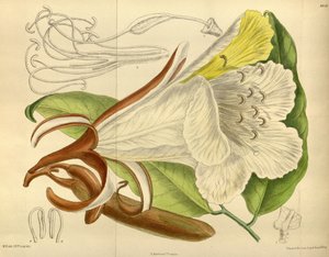 Baikiaea、特にFabaceae Caesalpinioideae 作： J. N. Fitch