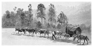 オーストラリア、ニューサウスウェールズ州、リッチモンドリバーのヒマラヤスギ、1886年。 作： J. R. Ashton
