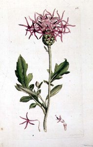 グレート・ナップウィード（"English Botany "の一巻より。1790年から1814年の間に作られた手彩色の彫刻です。 作： J. and Smith J.E. Sowerby