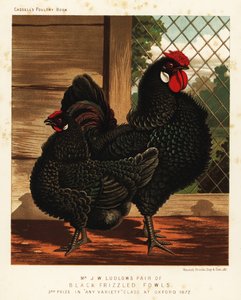 黒縮れ鶏、雄鶏および雌鶏