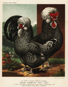 Houdan または Poule de Houdan 雄鶏と鶏 作： J. W. (after) Ludlow