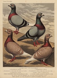 ハト: 伝書鳩 (カラー リソ)