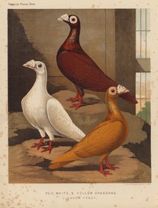 鳩: 赤、白、および黄色の竜騎兵、ロンドン ファンシー (色リソ)