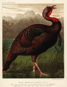 野生のアメリカ七面鳥のコック、Meleagris gallopavo