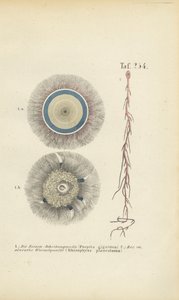  作： J. W. Tenhaeff