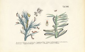 マツノマダラカミキリの幼虫とその発生 作： 