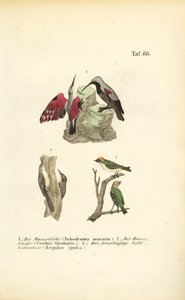  作： J. W. Tenhaeff