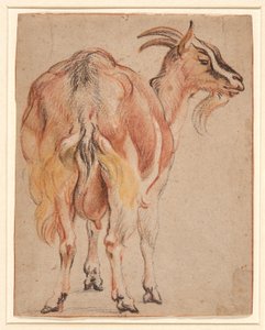 ヤギ、1657年頃（白で強調されたチョークとウォッシュ） 作： Jacob Jordaens