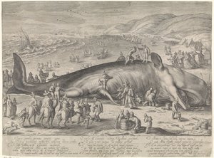 1598 年にバークヘイで座礁したクジラ