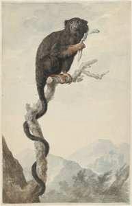 赤い手のタマリン 作： Jacob Perkois