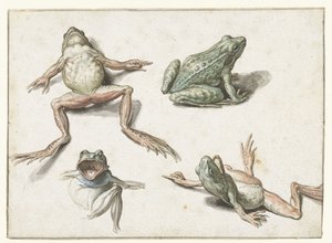 カエルの 4 つの研究 作： Jacob de Gheyn (II)