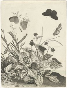 蝶と毛虫のいる植物 作： Jacob l