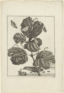 植物のさまざまな毛虫と蝶 作： Jacob l