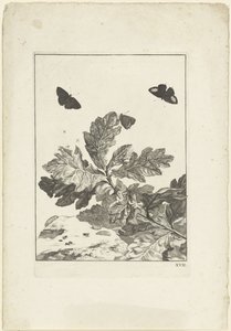 葉のある枝の上に飛んでいる蝶や他の昆虫 作： Jacob l