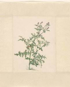 顕花植物 作： Jacob van Eynden (II)