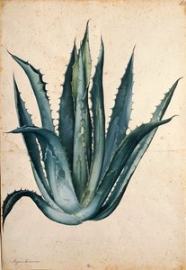世紀の植物（Agave americana） by Jacopo Ligozzi