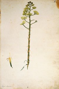 世紀の植物の花（Agave americana） by Jacopo Ligozzi