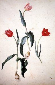 植物標本：Tolipa Gesaeriana