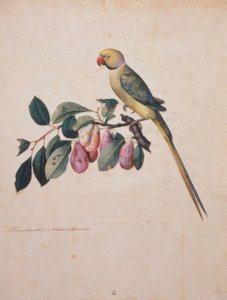 Prunus domestica、アレクサンドルのオウムのうち、 作： Jacopo Ligozzi