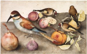 鳥と果物のある静物c。 1650（グラファイト入り水彩、鉛白で強調） 作： Jacopo Ligozzi