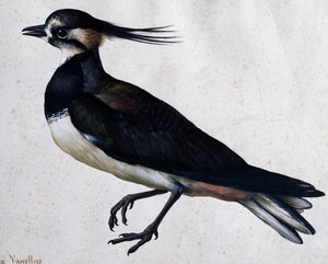 トリンガ・ヴァネルス(Lapwing) ヤコポ・リゴッツィ(1547-1627)作 作： Jacopo Ligozzi