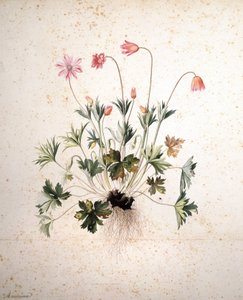 不明な画像 作： Jacopo Ligozzi