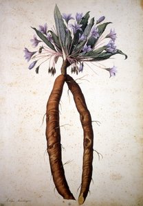 不明な画像 作： Jacopo Ligozzi