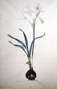 不明な画像 作： Jacopo Ligozzi