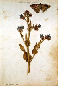 アンクルサ・オフィシナリスとペインテッドレディバタフライ 1568年頃 作： Jacques  Le Moyne