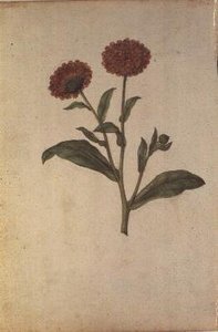 キンセンカ、1568年頃 作： Jacques  Le Moyne