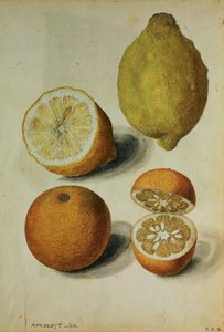 レモン：シトラス・リモヌムとシトラス・オーランティウム 1568年頃 （紙に水彩） 作： Jacques (1533 88) Le Moyne